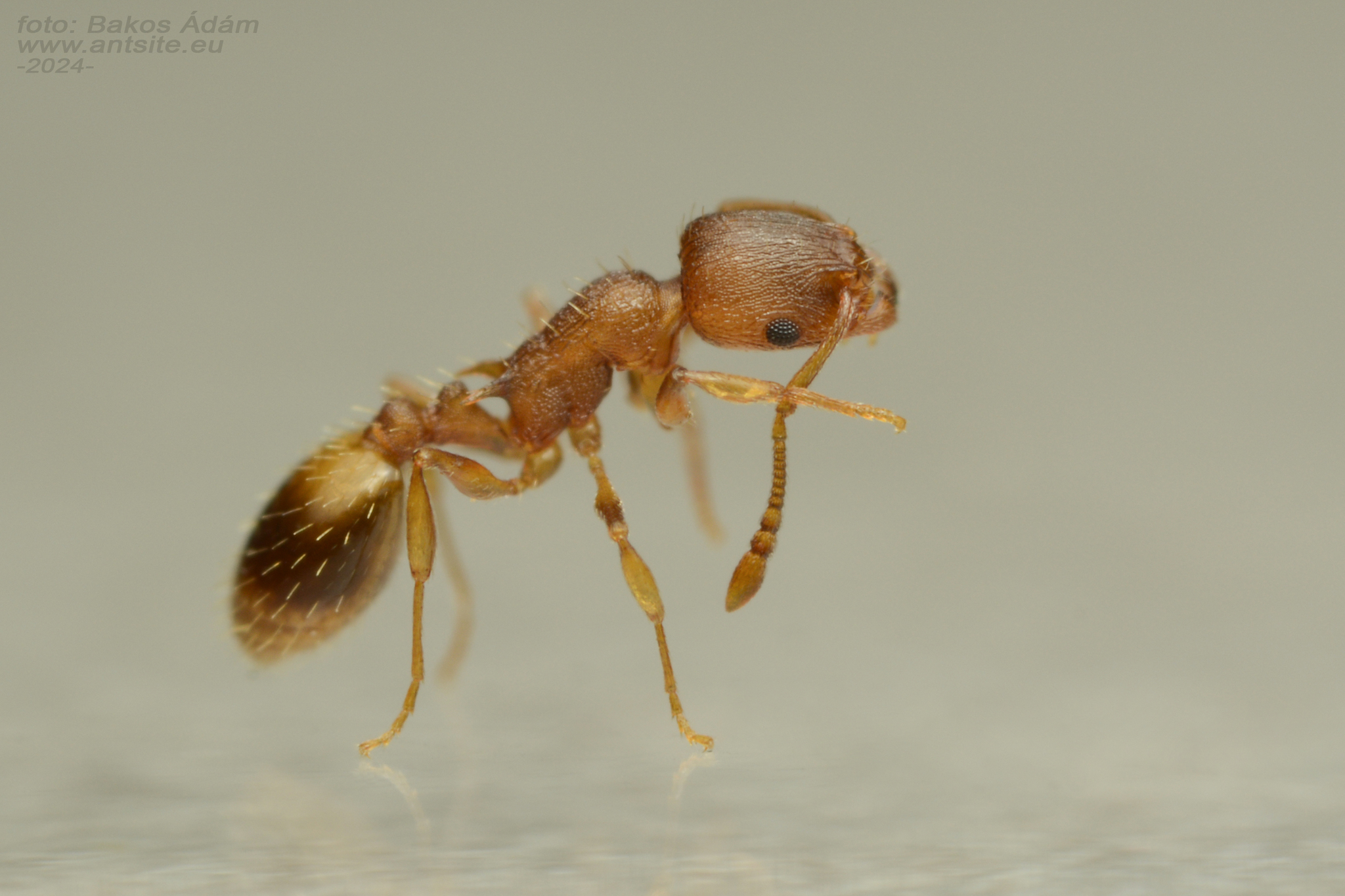 Temnothorax laconicus
