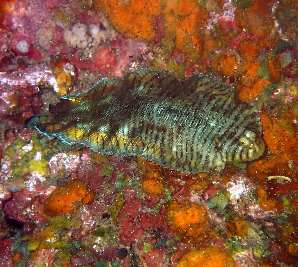 Immagine rappresentativa del genere Soleichthys