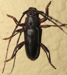Enaphalodes seminitidus