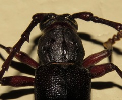 Enaphalodes seminitidus