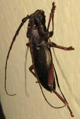 Enaphalodes seminitidus