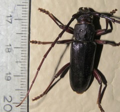 Enaphalodes seminitidus