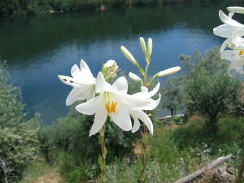 Lilium candidum