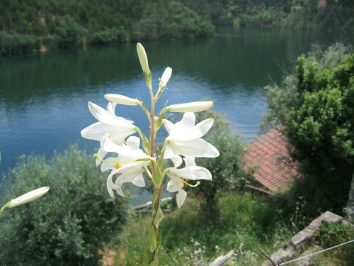 Lilium candidum