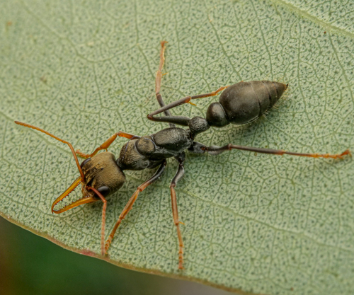 孤雌牛蚁Myrmecia impaternata