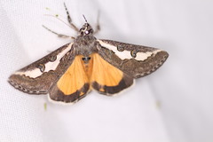 Euscirrhopterus gloveri