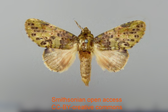 Cecrita bactrea