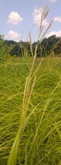 Sporobolus michauxianus