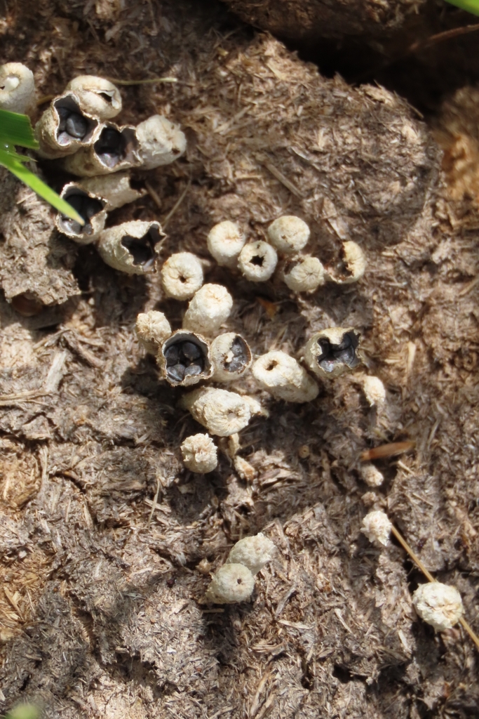 Cyathus stercoreus · January 2025 · photo: © adriana_machado (iNaturalist, cc-by)