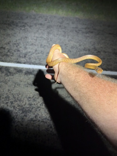 Brown Tree Snake sighting