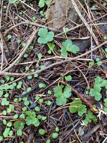 Pacific Black-snakeroot seedling