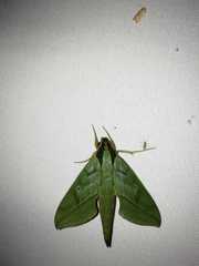 Xylophanes belti