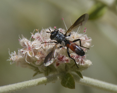 Cylindromyia intermedia