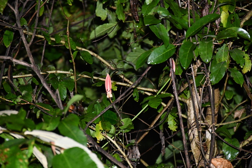 Passiflora quadriglandulosa, photograph 6