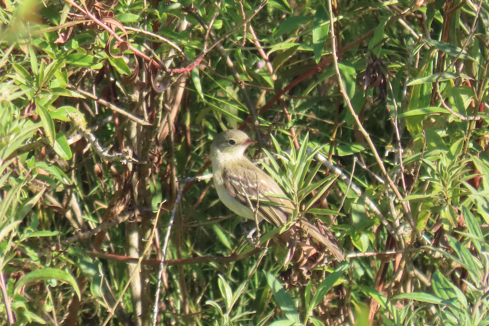 Small-billed Elaenia (Elaenia parvirostris), photo 9
