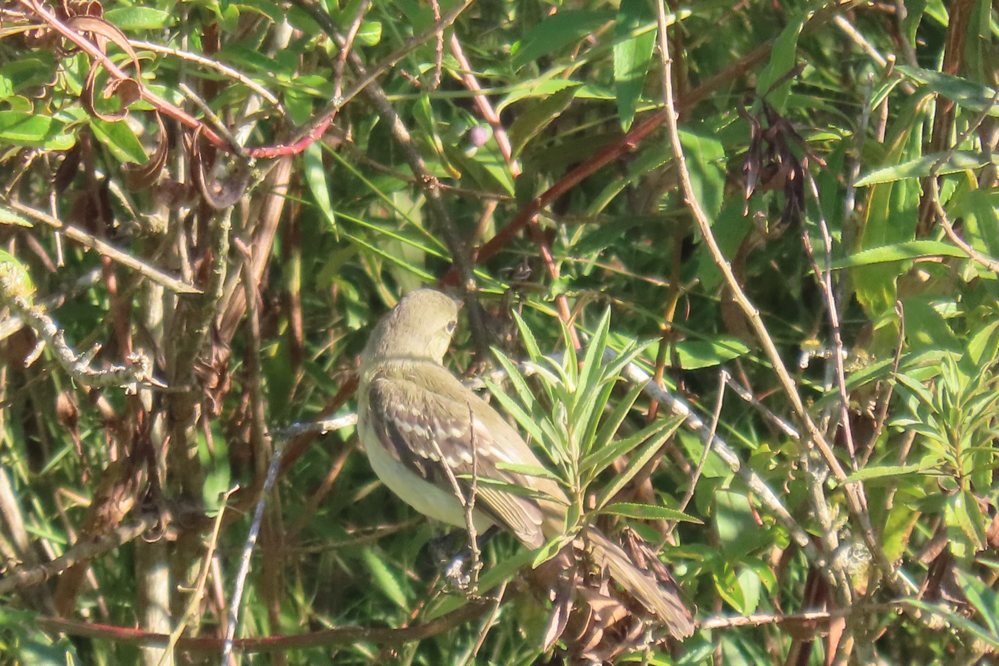 Small-billed Elaenia (Elaenia parvirostris), photo 10