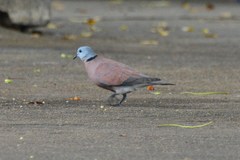 Streptopelia tranquebarica humilis