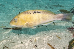 Notolabrus celidotus