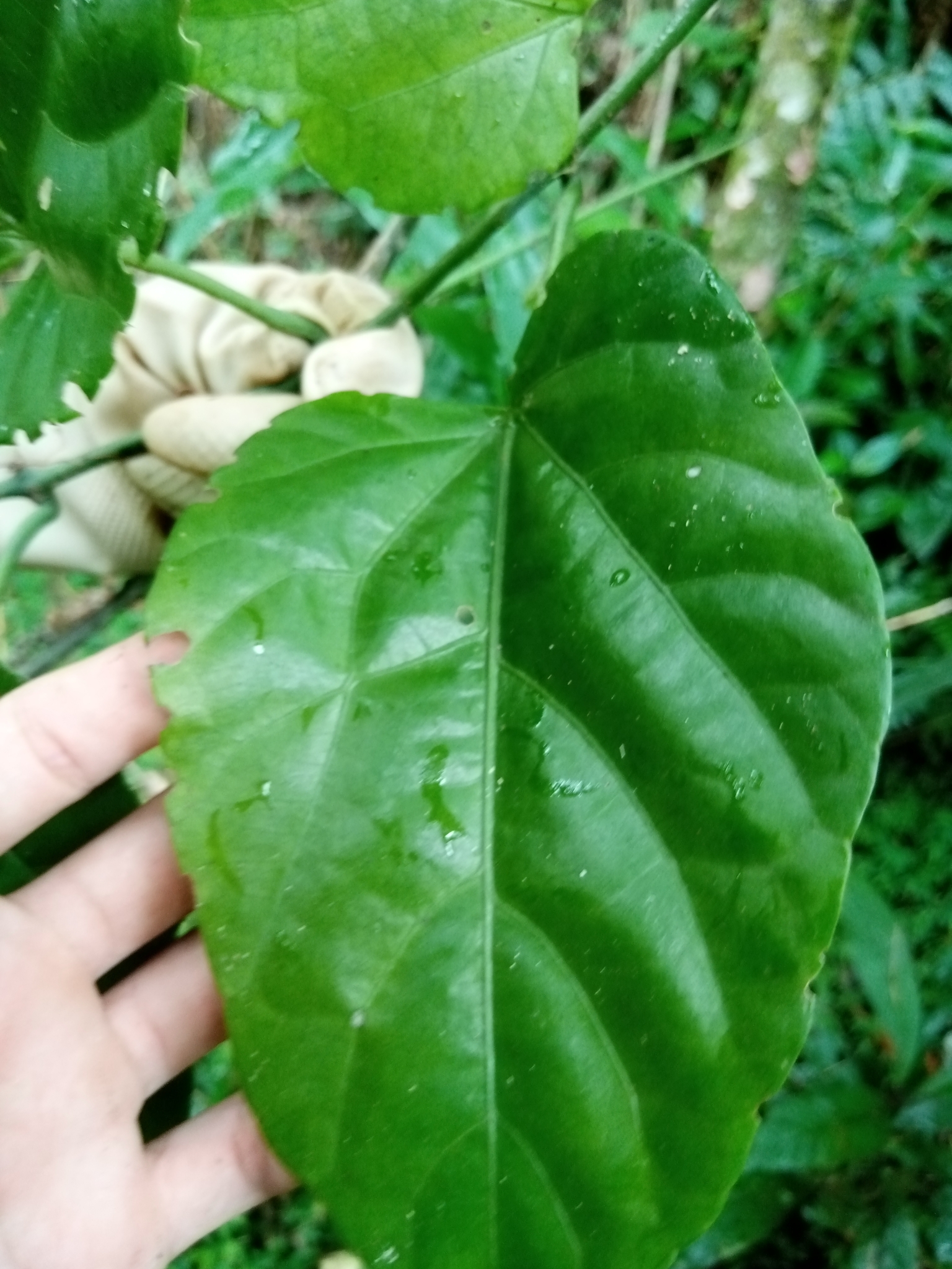 Imagem de Insulina