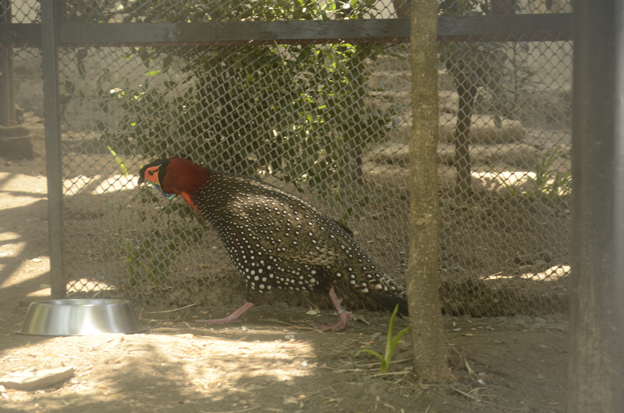 Western Tragopan (Tragopan melanocephalus)