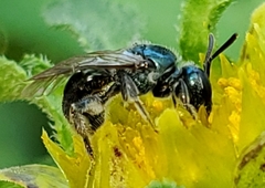 Lasioglossum coeruleum