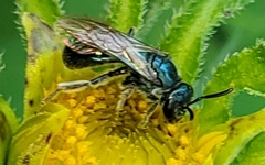 Lasioglossum coeruleum