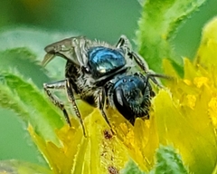 Lasioglossum coeruleum
