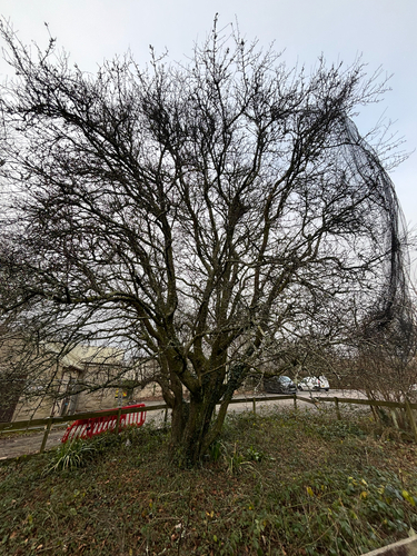 Plymouth pear (Pyrus cordata)