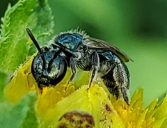Lasioglossum coeruleum
