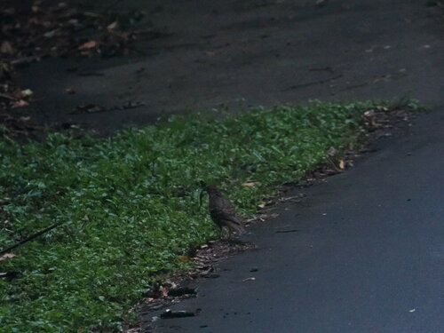 Russet-tailed Thrush (Zoothera heinei), photo 9