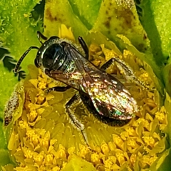 Lasioglossum coeruleum
