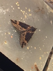 Hypena abalienalis