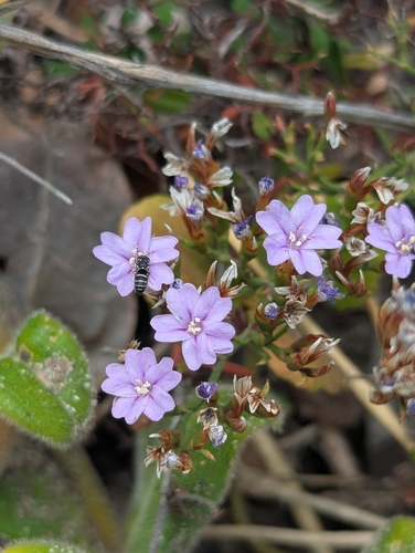 Image of Limonium scabrum by (c) biogeek, some rights reserved (CC BY)