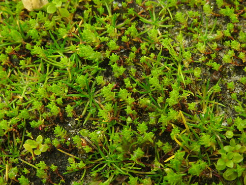 Foto de Musgo-de-sapo