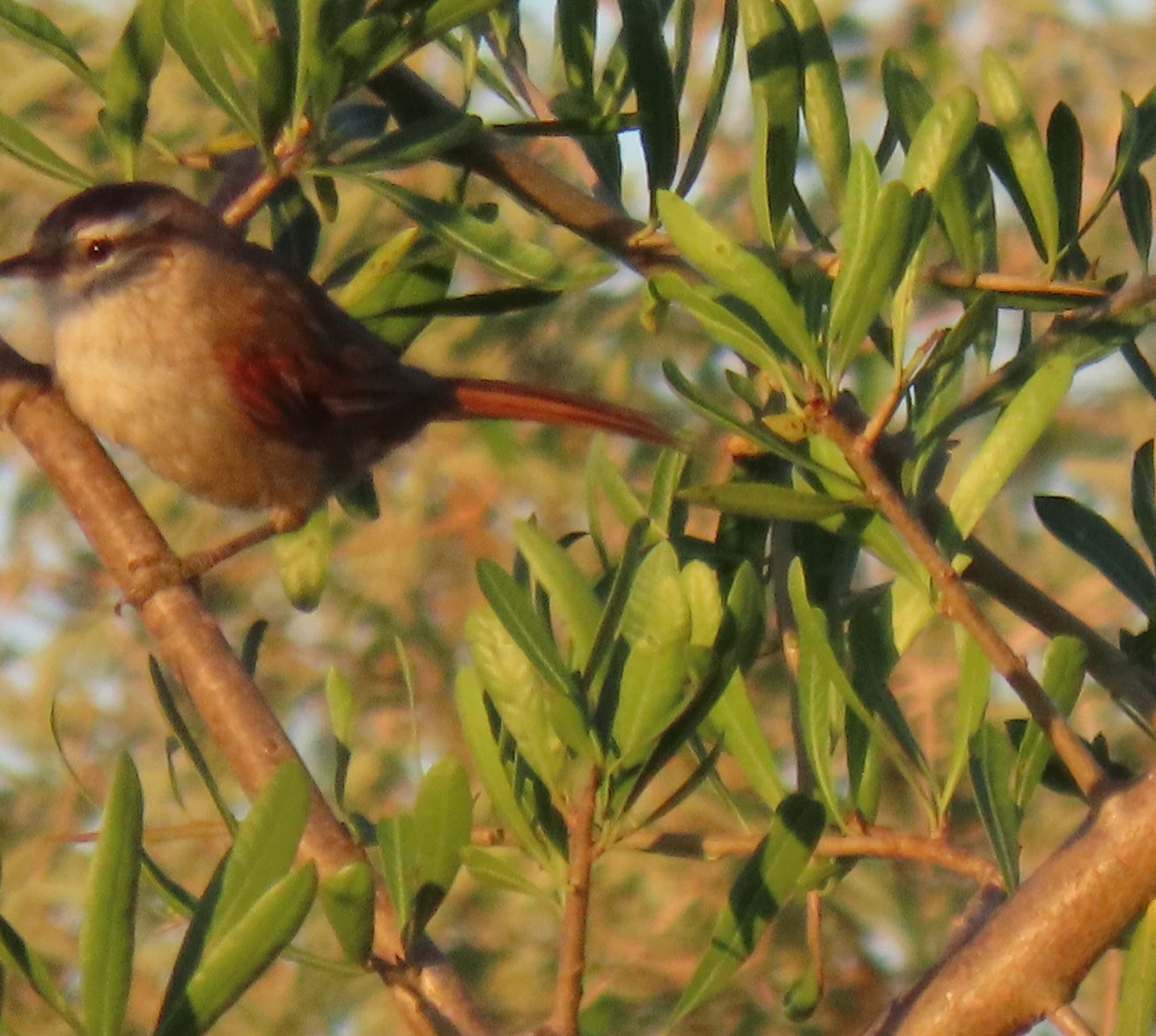 Stripe-crowned Spinetail (Cranioleuca pyrrhophia), photo 9