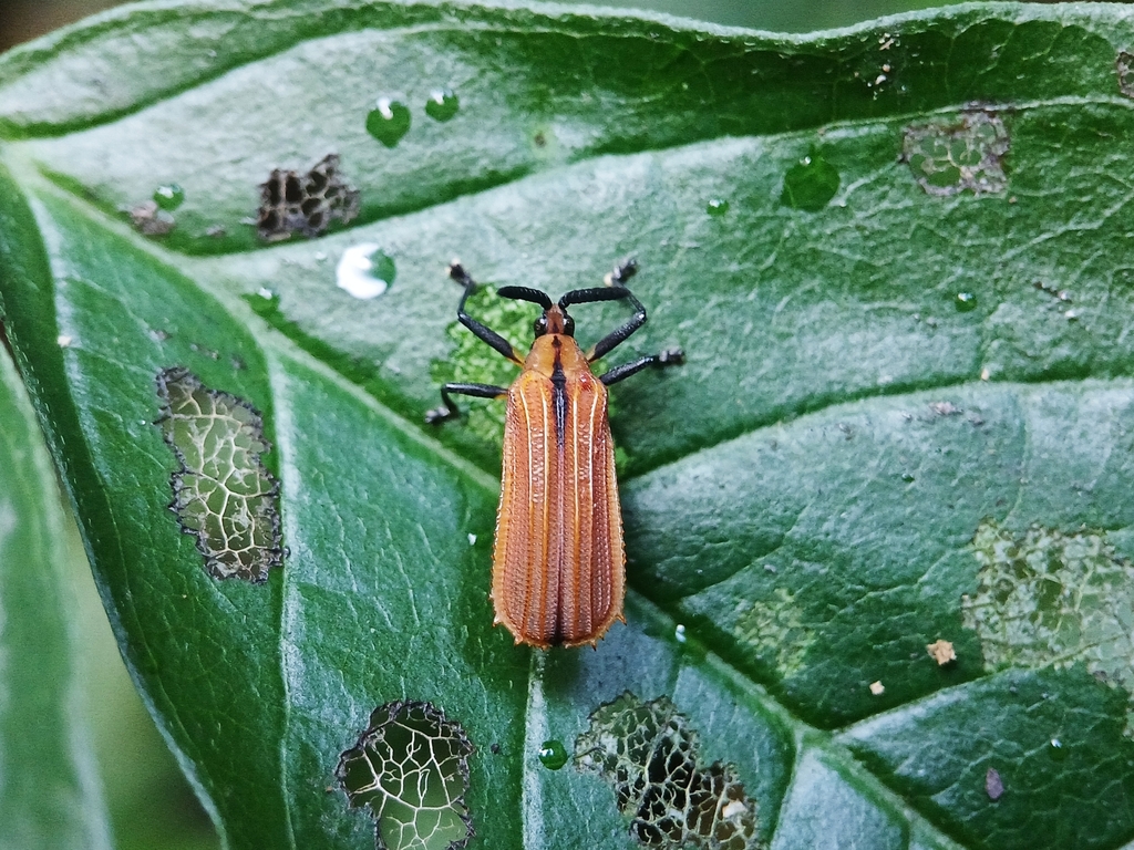Oxychalepus suspiciosus