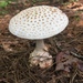 Coker's Amanita - Photo (c) tailkin, some rights reserved (CC BY-NC)