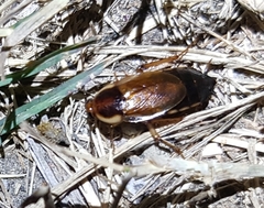 Parcoblatta pennsylvanica