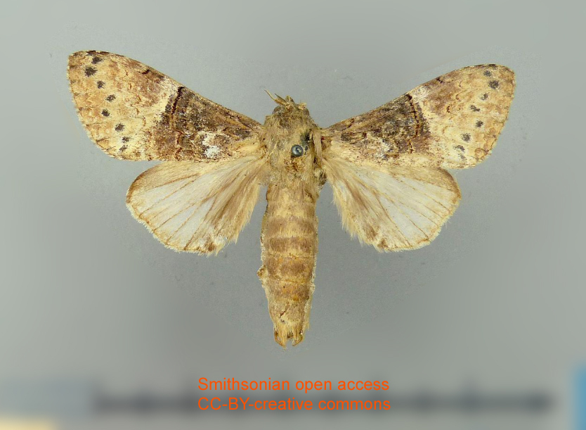 Marianita divisa