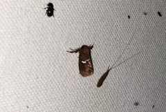 Monoleuca semifascia