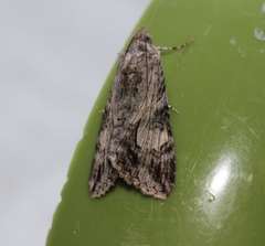 Melipotis jucunda