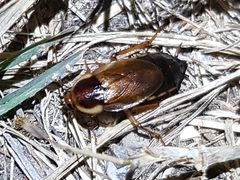 Parcoblatta pennsylvanica