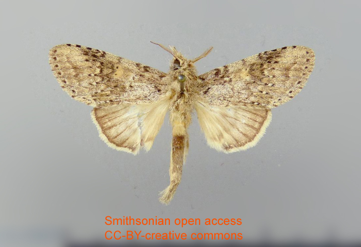 Malocampa hibrida