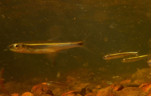 Zilverstreep-shiner (Notropis stilbius) — Cyprinidae