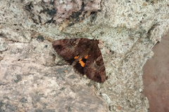Catocala muliercula