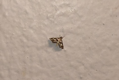 Chrysendeton medicinalis