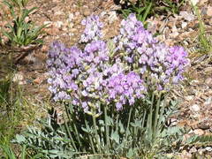 Oxytropis lambertii