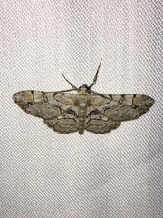 Iridopsis larvaria