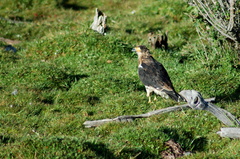 Daptrius albogularis