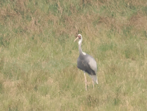 White-naped Crane
